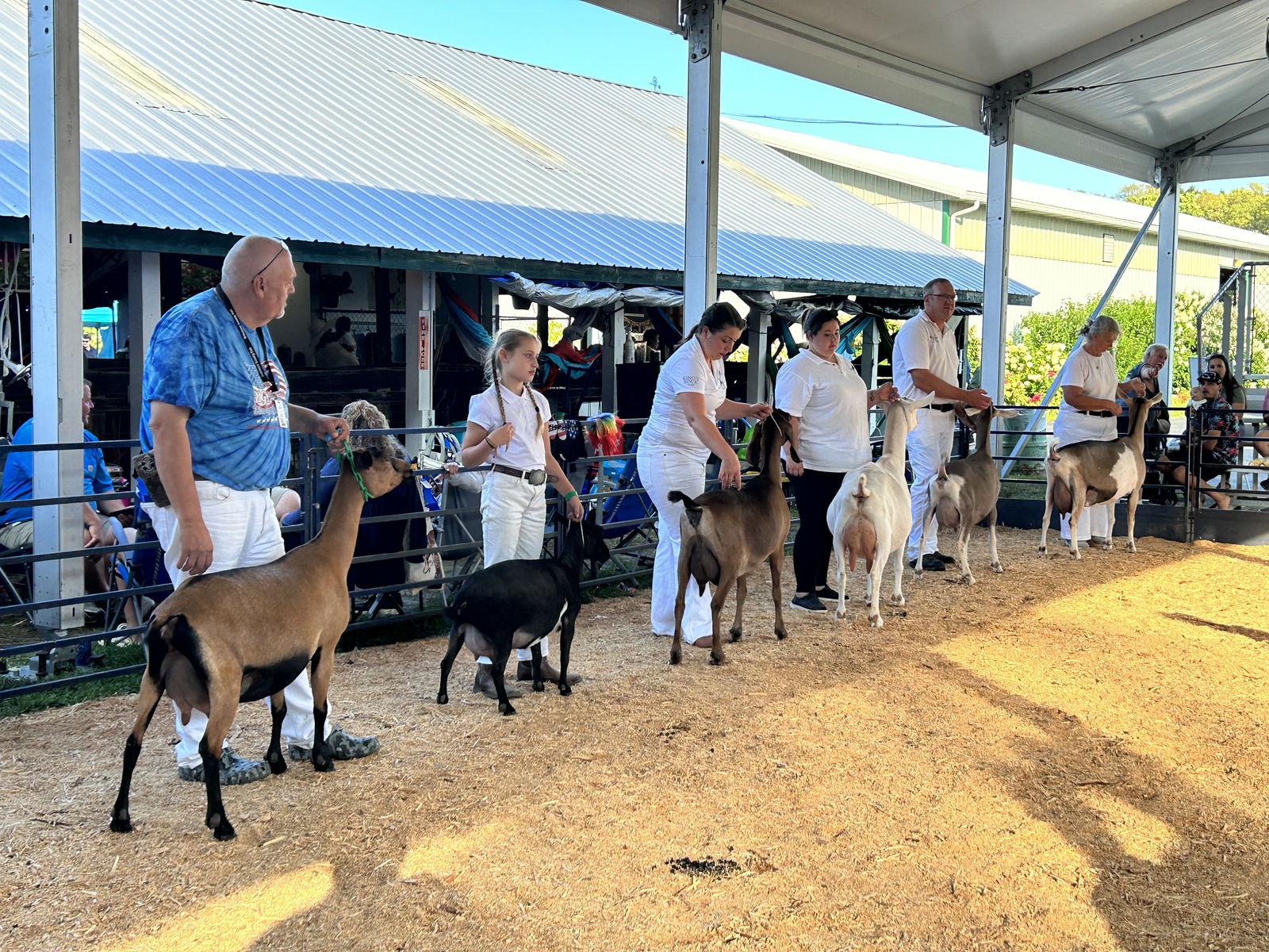 From This Side of the Ring: Showing at the County Fair